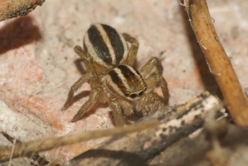 Réf. 266 665 : Phlegra bresnieri